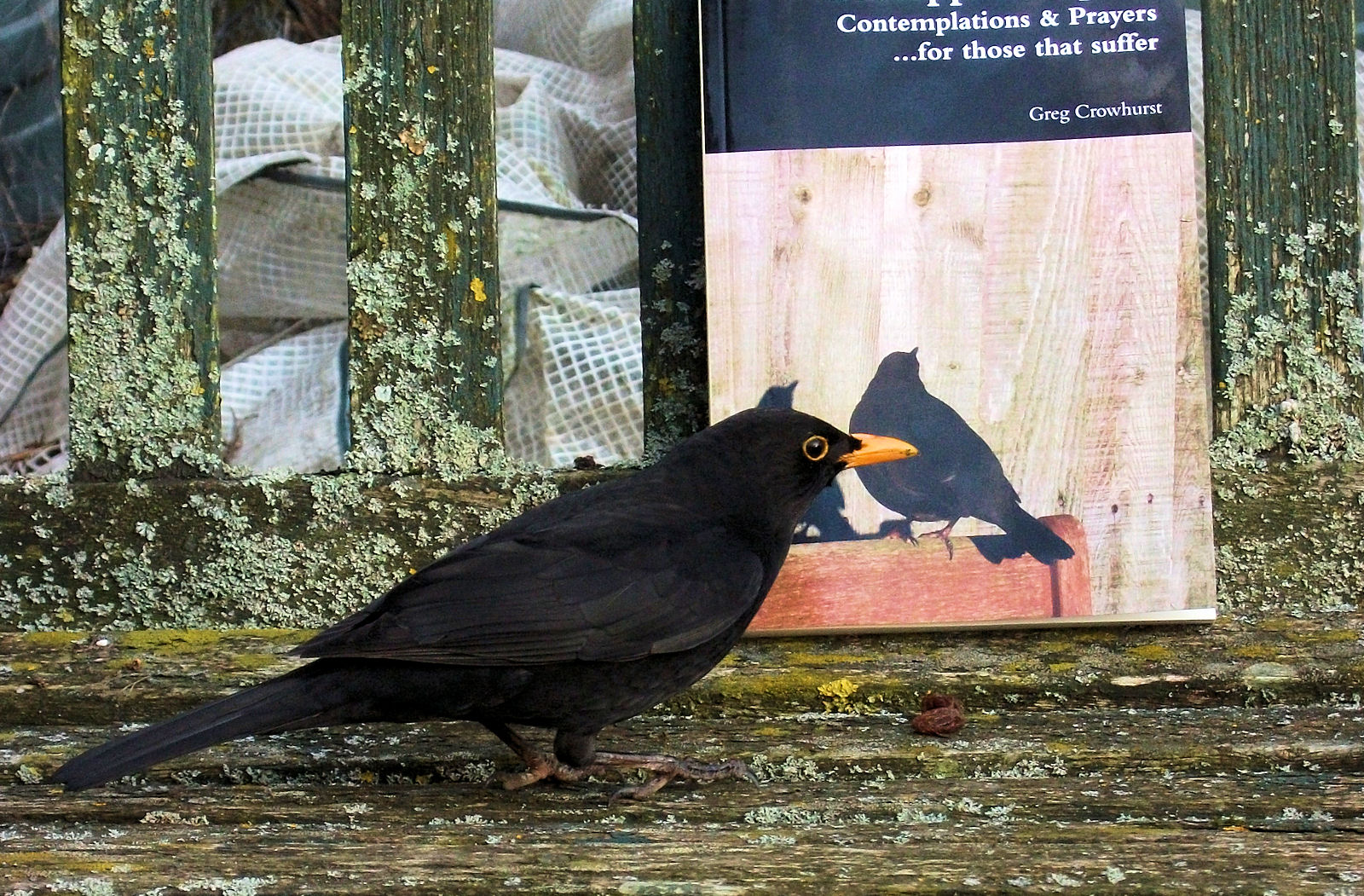 a photo of a blackbird on a bench in front of Unstoppable Spirit, the book (which features a blackbird on its cover.