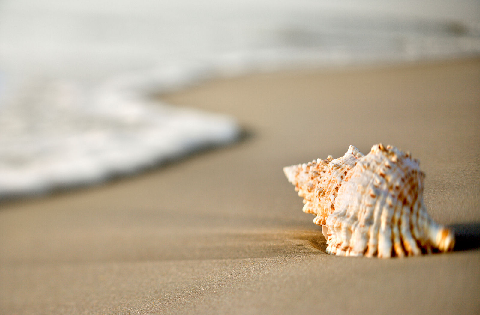 a close up photo of a seashell on a beach