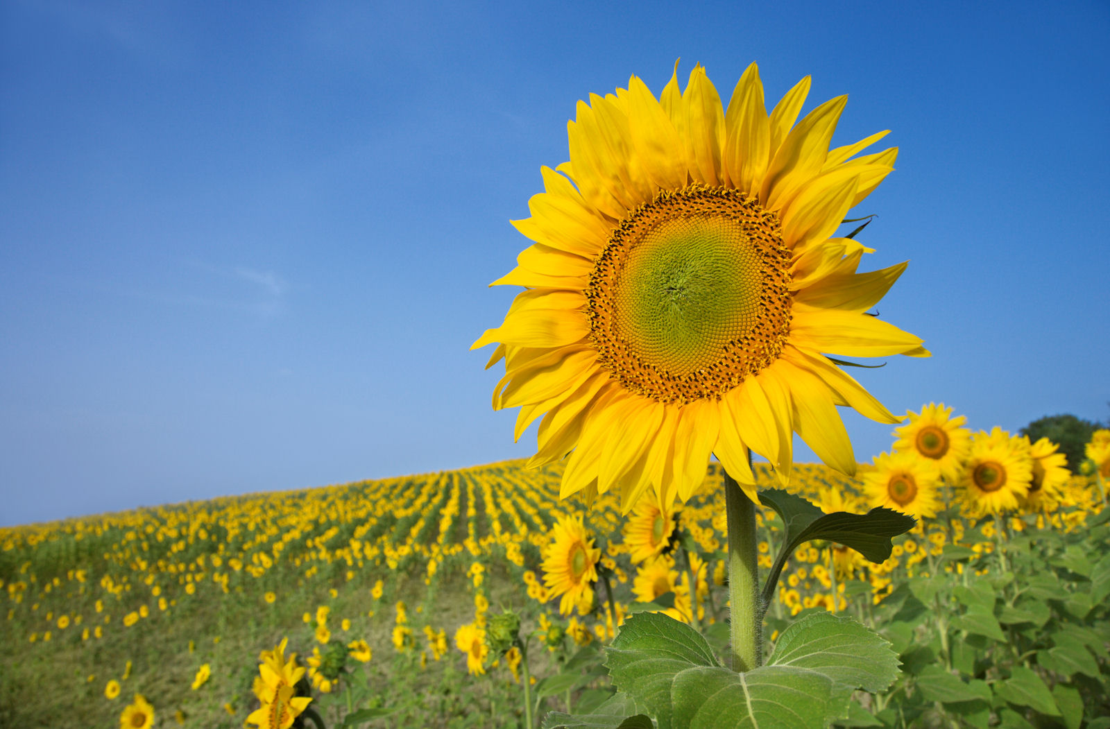 a close up photo of a sunflower against a blue sky