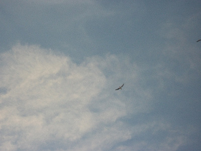 a seagull against clouds